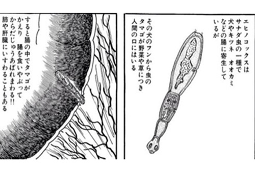 blackjack echinococcosis learn japanese from manga